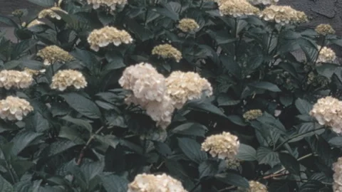 Lush Bigleaf Hydrangea Blooming in New York Residential Garden 1960s Stock Footage 339802589