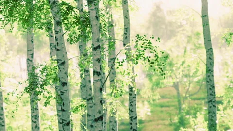 Lush Birch Forest in Spring With Vibrant Green Foliage and Sunlight Stock Footage 346694690