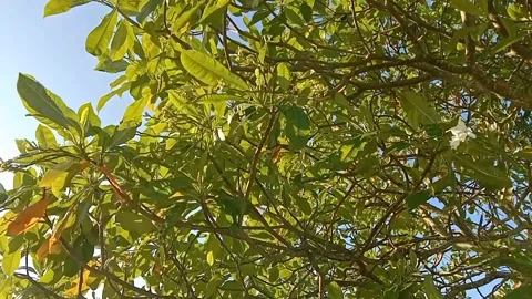 The lush bisbul trees with ripe fruit. Stock Footage 340342118