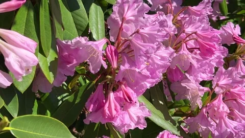 Lush bloom of pink rhododendron in a spring garden. Branches with flowers sway. Stock-Footage 315511375
