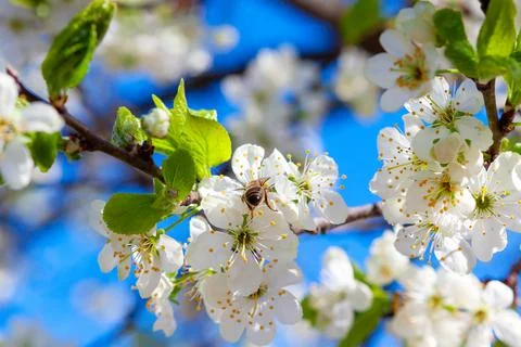 Lush blooming apple tree branches in the farmer's orchard. Stock Photos