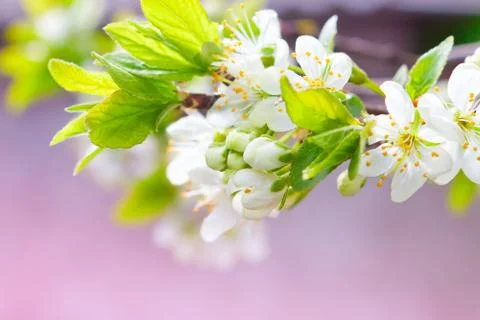 Lush blooming apple tree Stock Photos