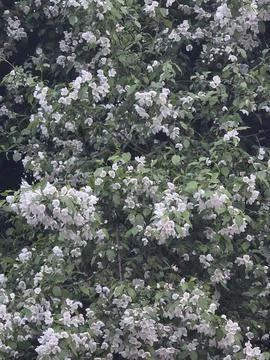 Lush blooming apple tree with white flowers. Stock Photos