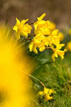 Lush blooming flowers spring daffodils. Easter and spring concept. Stock Photos