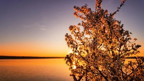 Lush blooming fruit tree with white flowers by the lake at sunset Stock Photos