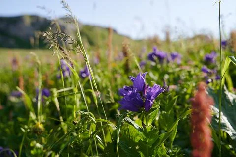 Lush blooming greenery of alpine meadows in the mountains in summer. Close up. Stock Photos