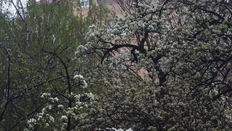 Lush blooming pear tree suffers under light snow in garden Stock Footage 129496508