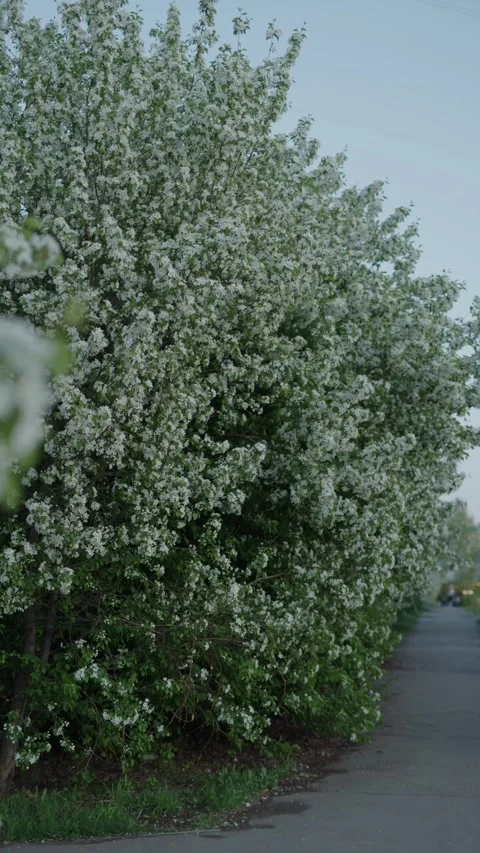 Lush blooming trees lining a quiet path under evening light Stock Footage 334626639