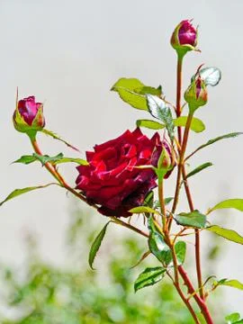 A lush, blossoming red rose next to the not yet faded young green buds Stock Photos