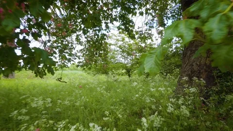 Lush blossoming tree at summer meadow Stock Footage 76034643