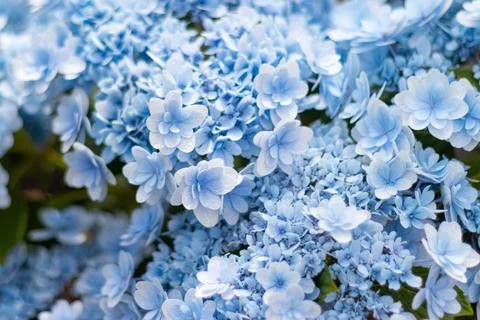 Lush blue hydrangea flowers in full bloom filling the entire frame Stock Photos