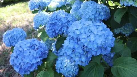 Lush blue Hydrangea macrophylla blooms swaying in dappled shade 動画素材 339417354