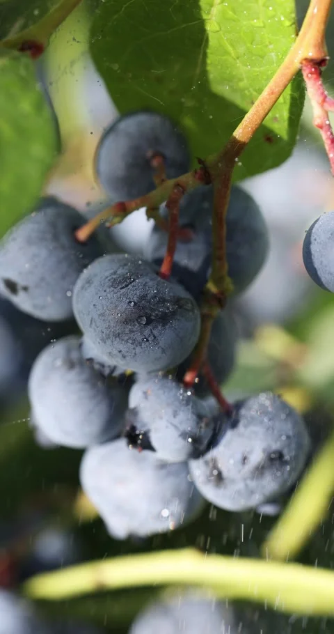Lush blueberries developing on a branch Stock Footage 292982693