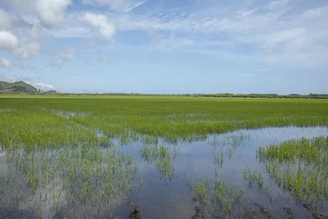 Lush Bomba rice fields grow in flooded land under a bright sky in the Valen.. Stock-Fotos