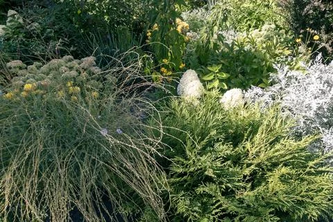 Lush botanical garden landscape with Thuja evergreen, panicled Hydrangea an.. Stock Photos