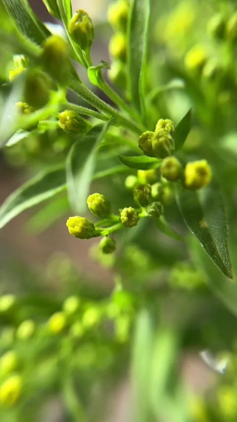 Lush Botanical Macro: Vibrant Green Leaves and Yellow Buds Stock Footage 321706573