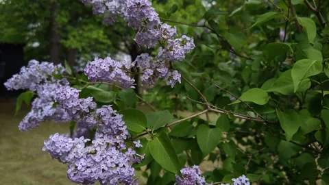 Lush branches of blooming lilacs sway in a summer park Видео 310633112