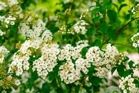 Lush branches of a blooming white spiraea bush with green leaves in a sprin.. Stock Photos