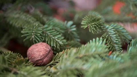 Lush branches of a Christmas tree on them lies a walnut Stock Footage 143960747