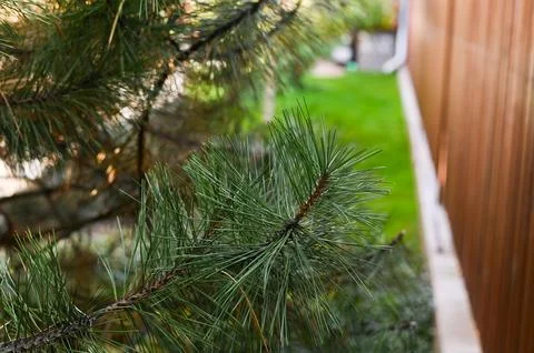 Lush branches of a pine tree with long green needles Stock Photos