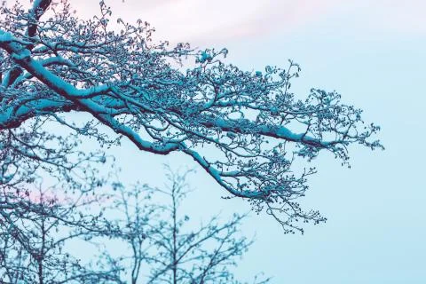 Lush branches of a tree in the snow Foto stock