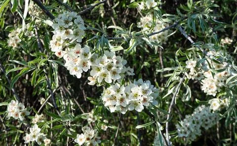 Lush branches of willow leaved pear with white blossoms and silver colored le Stock Photos