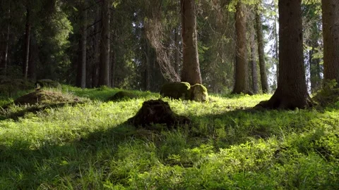Lush bright forest scene. Camera slowly moves right. Stock Footage 203200857