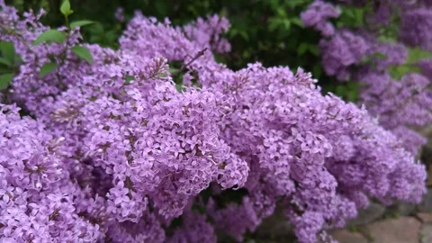 Lush bright lilac Stock Footage 335231214