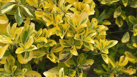 Lush bright ornamental garden shrub detail Stock Footage 330743353