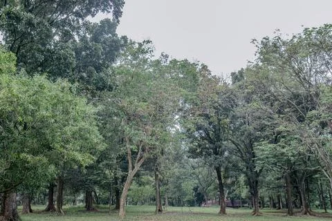 Lush Broadleaf Tree in a Tropical Park Photos