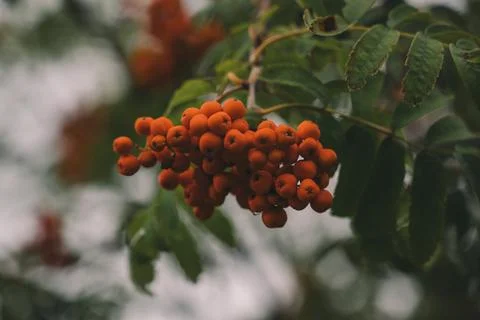 A lush bunch of mountain ash grows in the park. The end of August in the park Stock Photos