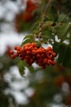 A lush bunch of mountain ash grows in the park. The end of August in the park Stock Photos