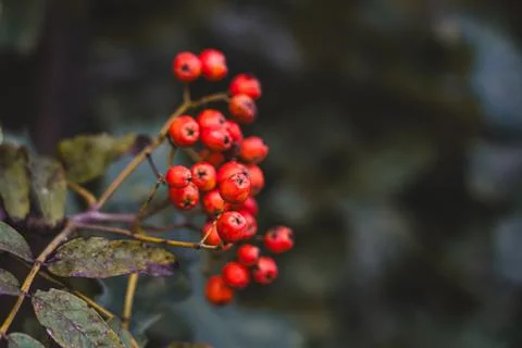 A lush bunch of mountain ash grows in the park. The end of August in the park Stock Photos