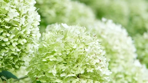 Lush bushes of hydrangea arborescens Vídeo Stock 344457756