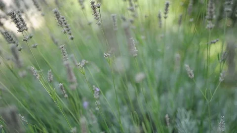 Lush bushes of lavender Video stock 102039334