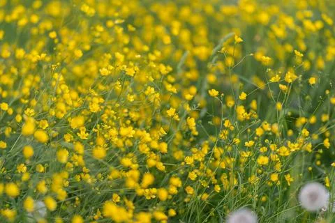 Lush buttercup patch supporting pollinator habitat, dense nectarrich blooms w 스톡 사진