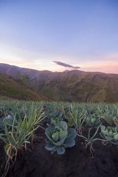 Lush cabbage and leek fields growing on a volcanic mountain slope. Stock Photos