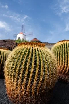 Lush cacti thrive under blue sky near historical windmills in Lanzarote Stock Photos