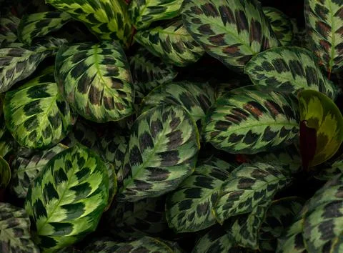 Lush Calathea leaves with bold pattern. Vibrant dark, rich tones. Foto stock