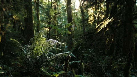 Lush Canada Closeup Stock Footage 104227534