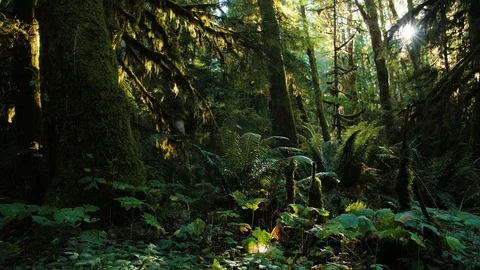 Lush Canada Stock Footage 100933873