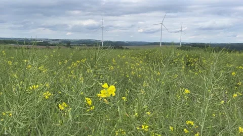 Lush Canola Fields Ready for Harvest with Wind Turbines Video stock 335050519