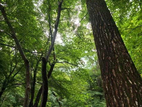 Lush canopy frames a towering tree trunk Stock Photos