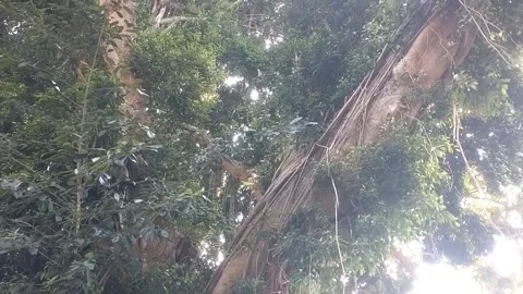 Lush Canopy in a Tropical Forest Video stock 331904679