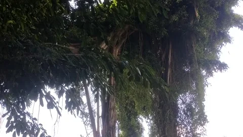 Lush Canopy of Tropical Greenery Stock Footage 331934462