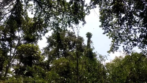 The Lush Canopy of a Tropical Rainforest Stock Footage 332038177