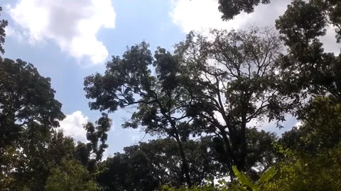 Lush Canopy Under a Bright Sky Видео 332157202