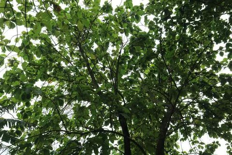 Lush canopy view from ground perspective. Stock Photos
