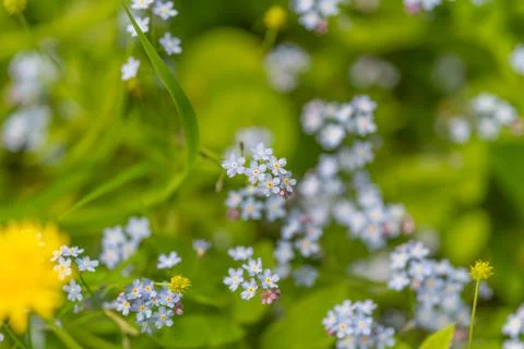 Lush carpet of tiny blue blossoms with soft dandelion accents, soothing color Stock Photos