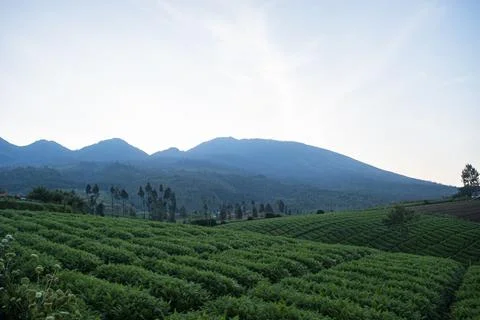 A lush carrot plantation plot on a hillside Stock Photos